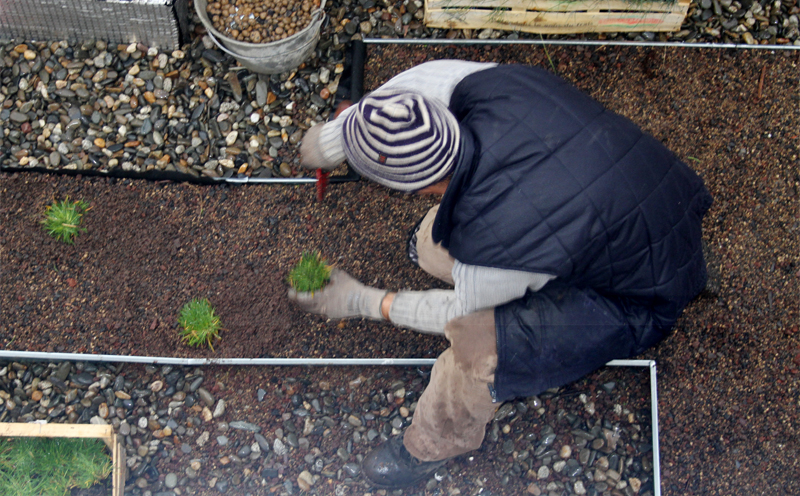 plantation de mottes sur une toiture végétalisée