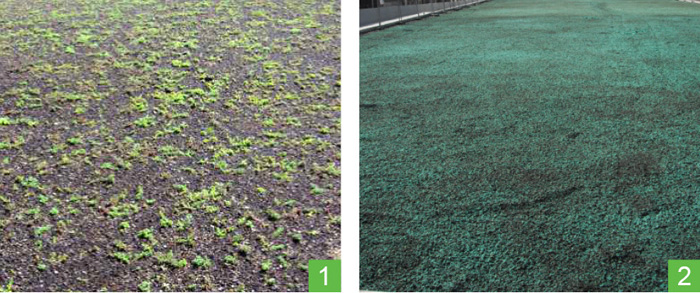 comparaison aspect semis installation