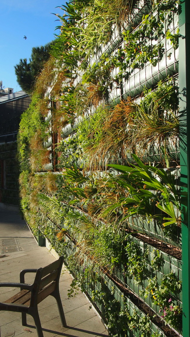 Muro vegetal en el centro cívico Joan Oliver, Barcelona