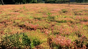 &iquest;Por qu&eacute; instalar tepe de Sedum en las cubiertas de los edificios?