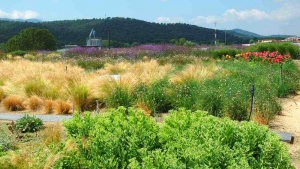 Beneficios de las cubiertas vegetales