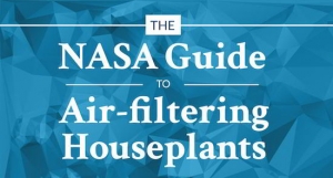 Lista de plantas de interior para purificar el aire
