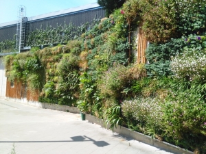 Cambio en los primeros meses de la pared vegetal y crecimiento de sus plantas