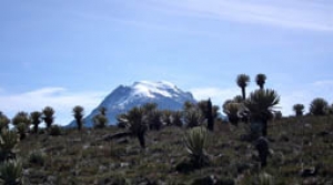 Floraci&oacute;n de los Andes. Chile.