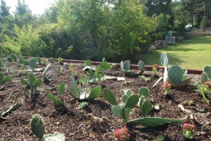 Adaptaci&oacute;n al medio en cubiertas vegetales