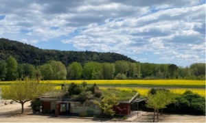 &iquest;Te interesa comprar tepe de sedum? &iquest;Quieres instalar una cubierta vegetal?