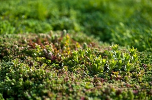 Especialistas en el cultivo de sedum tapizante