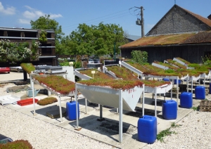 Innovaci&oacute;n y desarrollo