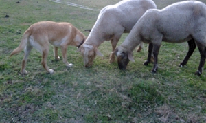Expedici&oacute;n al Parque Nacional Los Nevados. Colombia.
