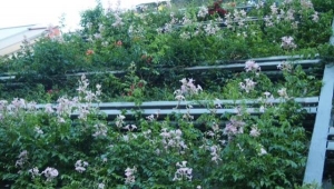 Trepadoras, la opci&oacute;n verde urbana